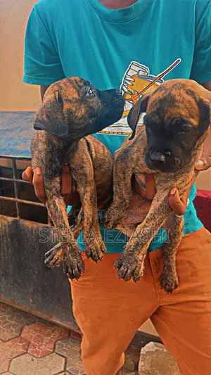 6-12 months Male Purebred Boerboel