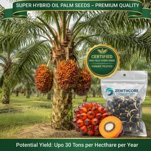 Hybrid Tenera Oil Palm Sprouted Seeds