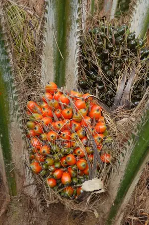 Supergene Oil Palm Seedlings Plus Free Net Guide