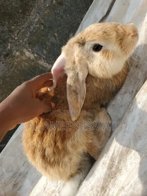 Healthy Rabbits For Sale