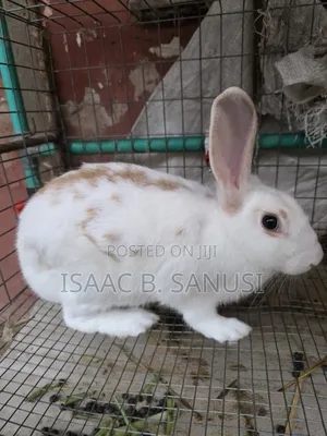 Pet and Breading Rabbits