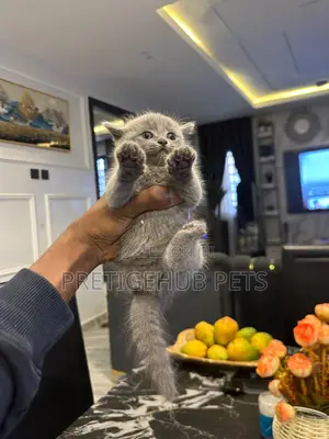 1-3 months Female Purebred British Shorthair