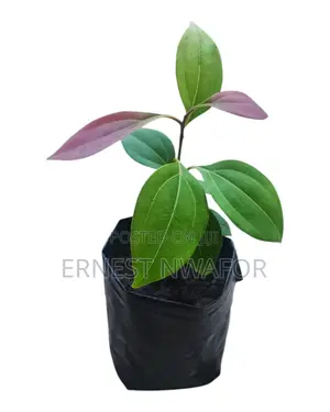 Life Plants, Herbal Medicinal Plants