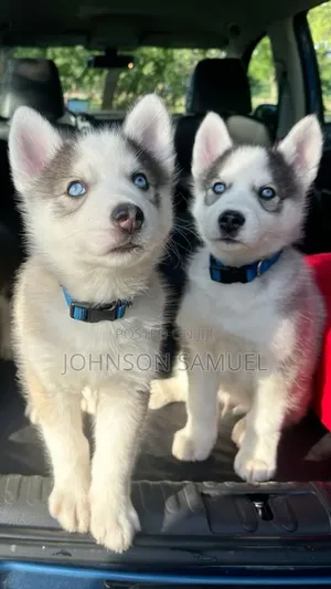 1-3 months Female Purebred Siberian Husky