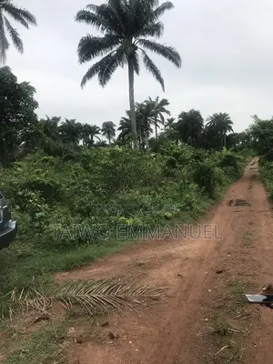 Distress Sale of Four (4) Acres of Farm Land With Palm Tree