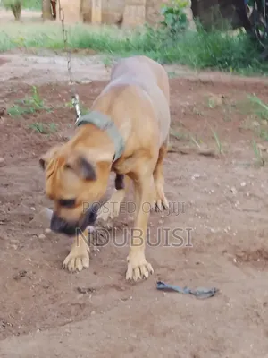 1+ year Female Purebred Boerboel