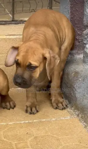 1-3 months Female Purebred Boerboel