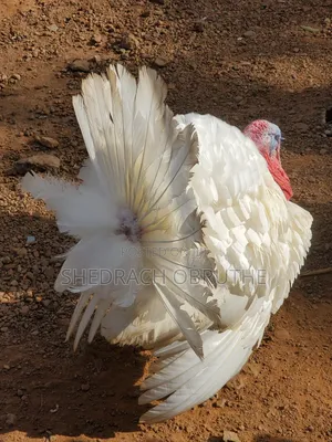 Male Fully Matured Turkey