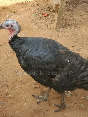 Fully Matured Female Turkey