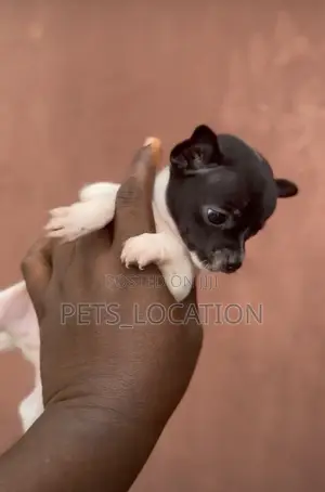 1-3 months Female Purebred Chihuahua
