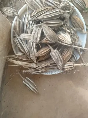 Okra Planting Seeds ( Retail