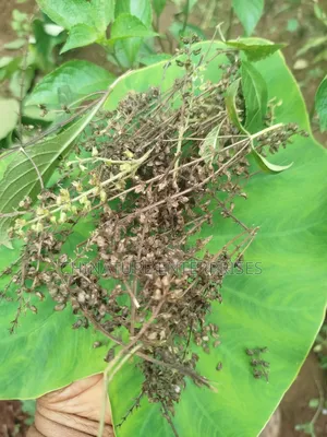 Scent Leaf Seeds for Planting