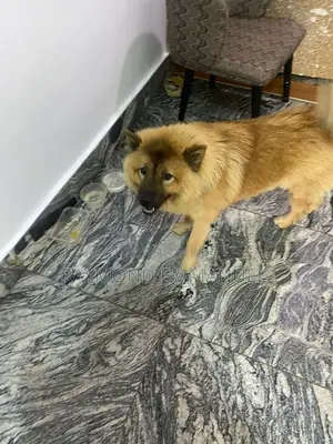 1+ year Female Purebred Chow Chow