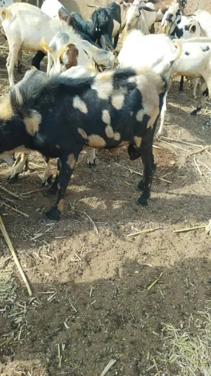 Pure Sahilian Goats