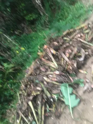 Cameroonian Plantain Suckers