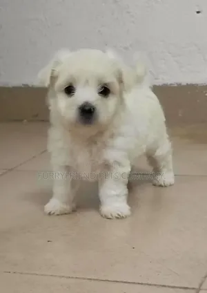 1-3 months Female Purebred Maltese