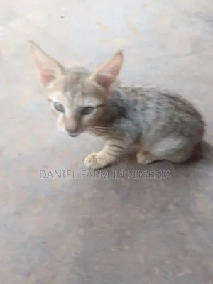 1-3 months Female Purebred American Shorthair