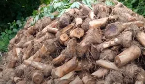 Hybrid Plantain Sucker