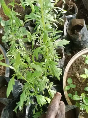 Mugwort Plant Seedlings