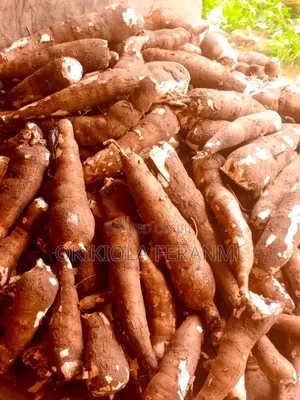 Cassava Farm Land