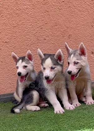 1-3 months Female Purebred Siberian Husky