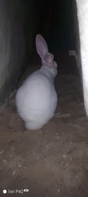 Male Rabbit