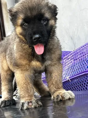 1-3 months Female Purebred Caucasian Shepherd
