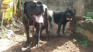 1+ year Male Purebred Cane Corso