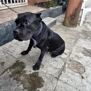 1+ year Male Purebred Cane Corso