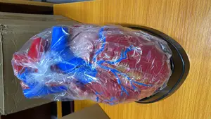 Heart Model