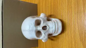 Skull Model