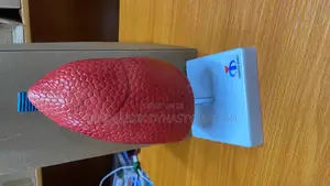 Lungs Model