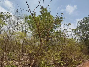 500 Acres of Fertile Farmland for Sale in Kisanija, Okeho (Kajola Lga)