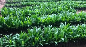 Oilpam Tenera Seedlings