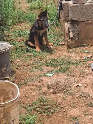 3-6 months Male Purebred German Shepherd