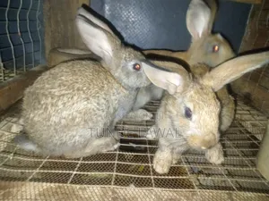 Rabbit for Sale
