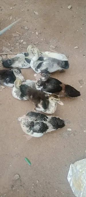 Ducks for Sale