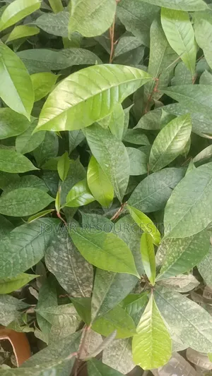 Best Udara/ Agbalumo/ African Cherry (Star Apple) Seedling