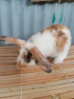 Pet Rabbit