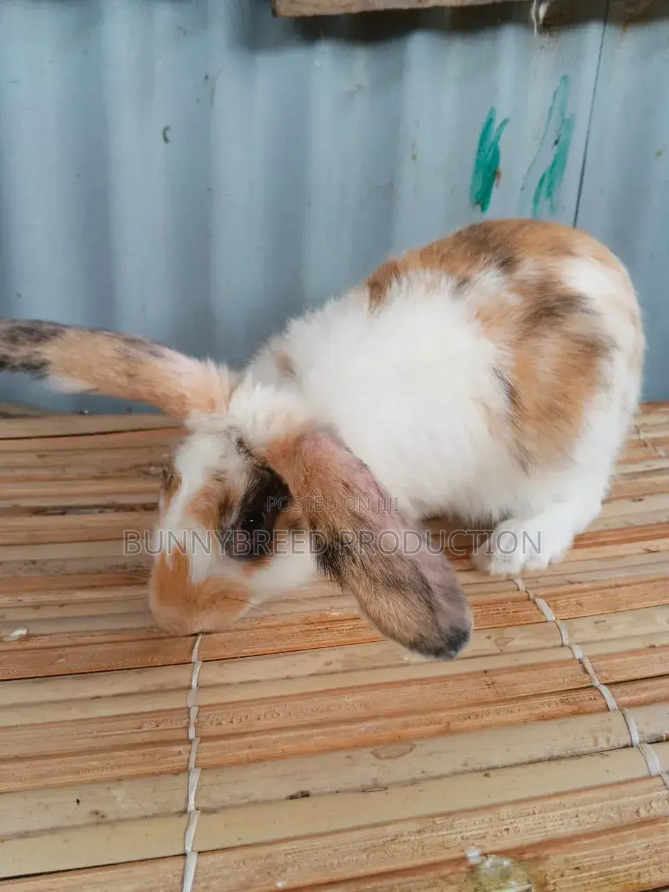 Pet Rabbit