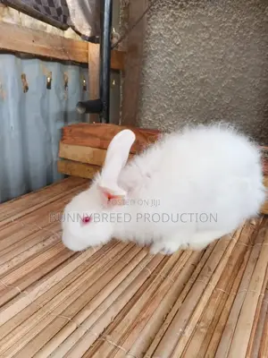 Pet Rabbit