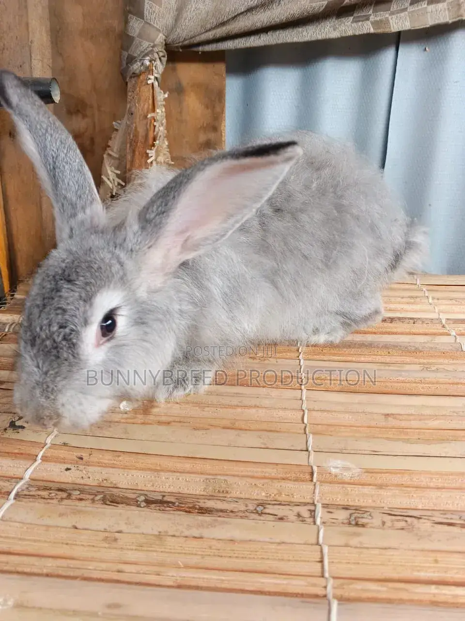Pet Rabbit