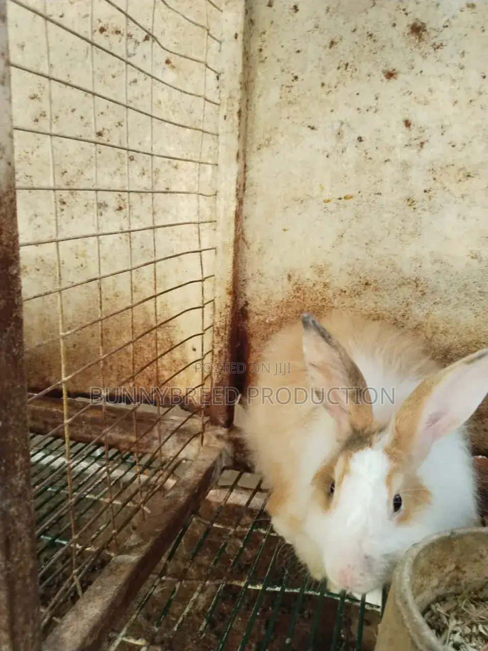 Pet Rabbit