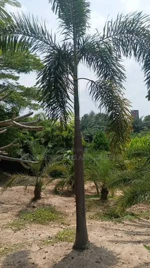 Foxtail Palm