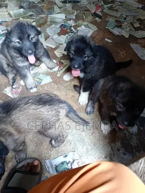 1-3 months Female Purebred Caucasian Shepherd