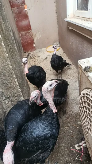 Hybrid Turkey