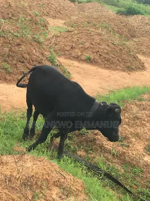 Affordable Okefi Igbo Cow