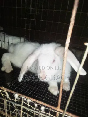 Loop Hyla and American Chinchilla Loop