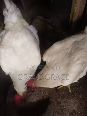 Foreign Turkey and Chicken