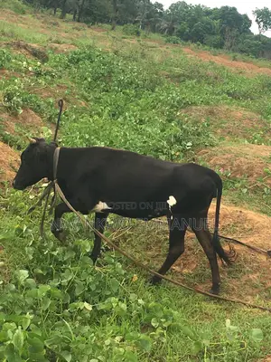 Ada Efi-igbo (Female Native Cow) For Sale
